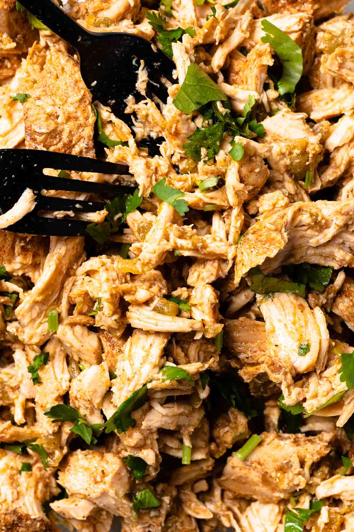 shredded seasoned chicken with two forks